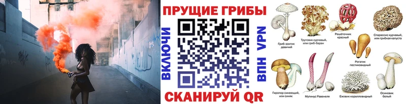 где найти наркотики  mega ТОР  Псилоцибиновые грибы ЛСД  Новосокольники 